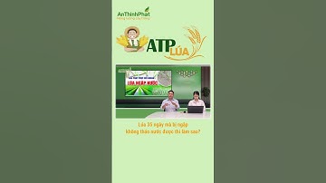 Giải Quyết Tình Huống Lúa 35 Ngày Bị Ngập Nước | An Thịnh Phát