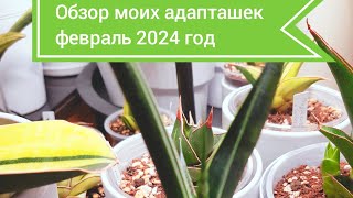 Обзор сансевиерий спустя 6 месяцев после покупки в Индонезии.