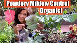 How to Control & Prevent Powdery Mildew - Organically!