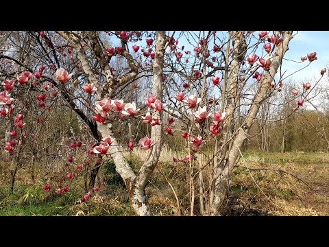 #2. ალაზნის ჭალა და სანაპირო - #2. Alazani bank and floodplain (პროექტი \"საქართველო ჩვენს გარშემო\")