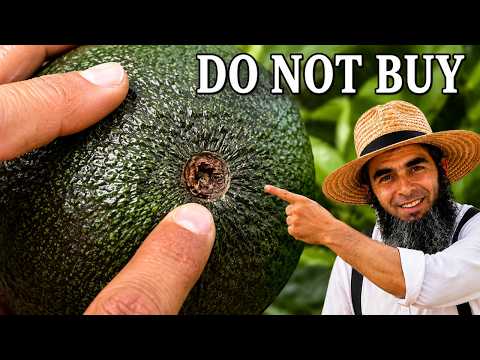 How to Pick a Sweet and Creamy Avocado... The Old AMISH Way