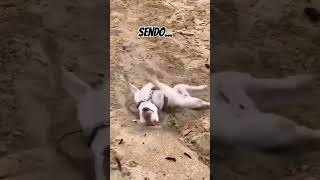 Bull Terriers São Intensamente Engraçados