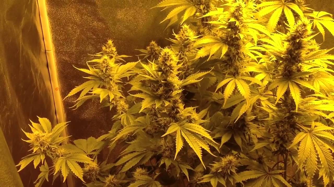 Abusive OG & Fire OG