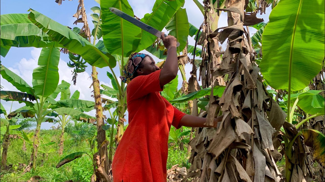 How to get rich with plantains farming || farming in Africa
