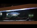 Giant snakehead channa micropeltes aquarium
