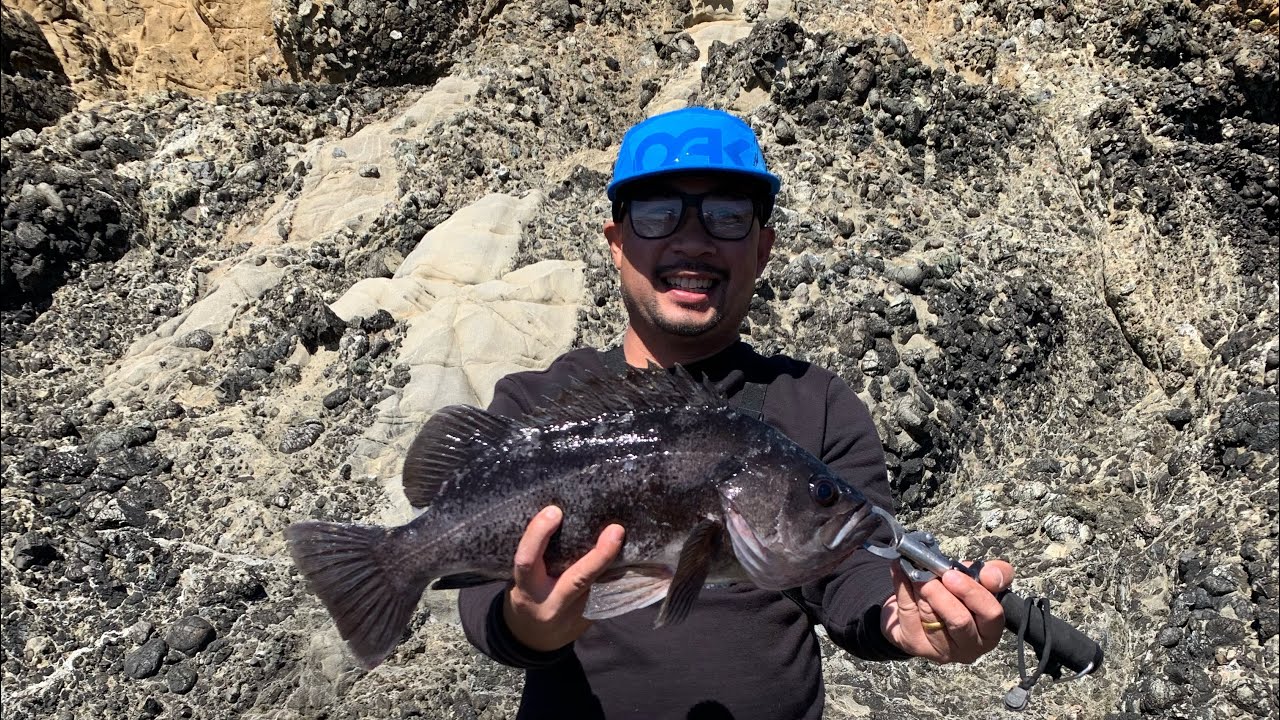 Rockfishing Big Black and Blue rockfish on swimbait from shore!!! YouTube
