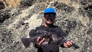 Rockfishing Big Black and Blue rockfish on swimbait from shore!!!