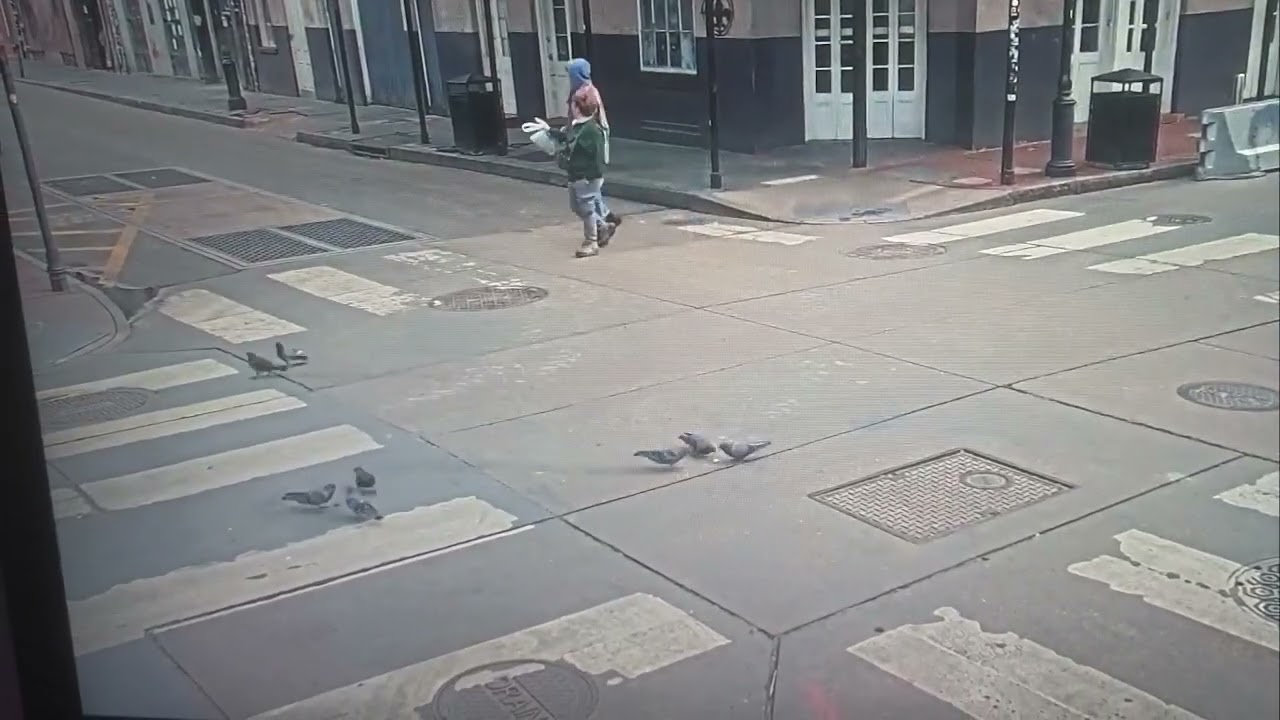 Bird Brawl Even The Pigeons Are Fighting EarthCam New Orleans