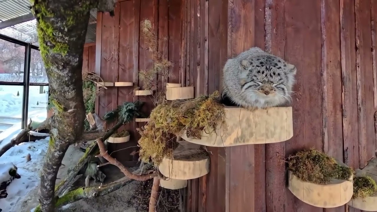 Pallas's Cat Boris Ran Briskly In His Enclosure