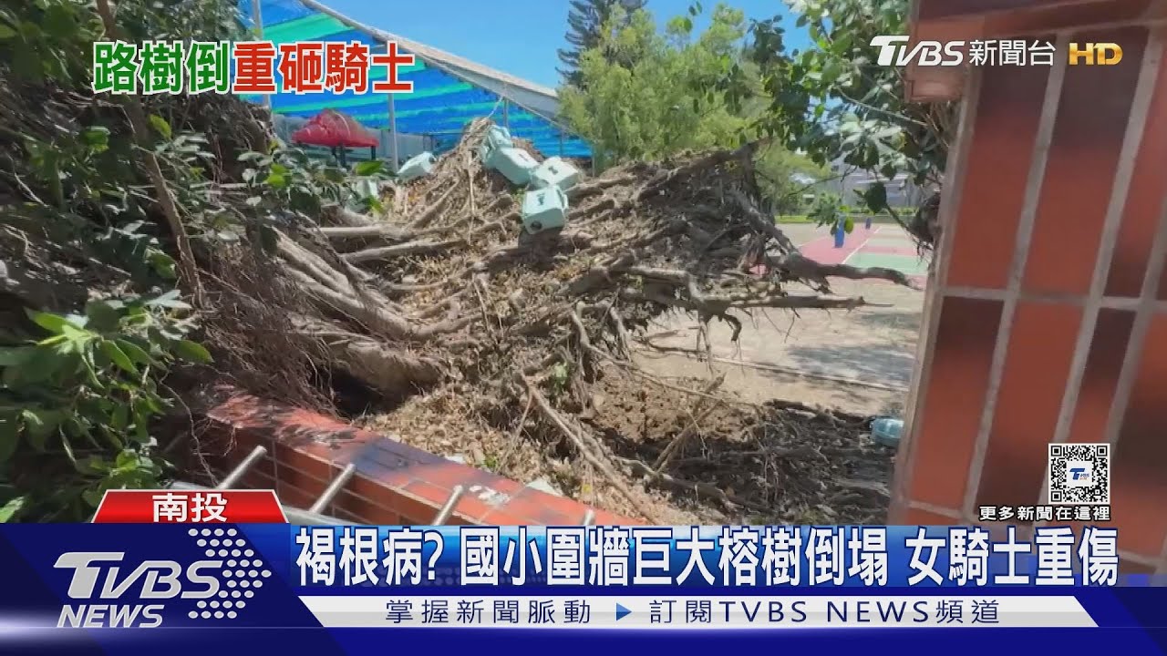 又沒刮風下雨! 中南部路樹倒塌 女騎士重傷.壓車頂鈑金|TVBS新聞 @TVBSNEWS02 - YouTube