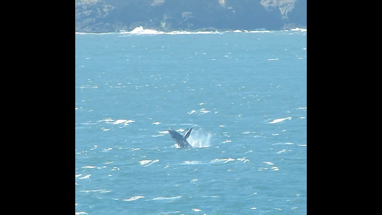 Humpback whales breaching, tail and fin slapping, peduncle Throws