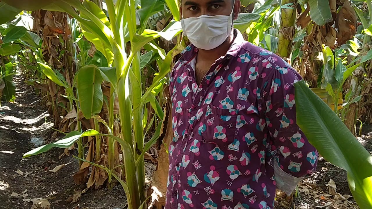 940- केला खेती पिल बाग, रटुन प्रबंधन Banana F1 farming 9424538222 किसान पाठशाला BALRAM KISAN 2,5,20