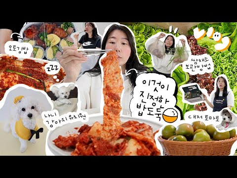 오토김밥 닭강정, 순댓국, <strong>피코크</strong> 닭갈비, 도넛, 대저 토마토 먹는법 보관법, 무농약 쌈채소 보관법,