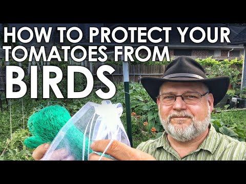 Video: Protecting Tomat Plants From Birds: Keeping Birds Away From Tomatoes