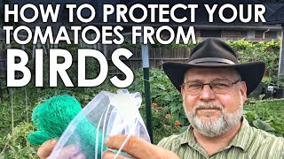 How to Protetct Your Tomatoes from BIRD Damage || Black Gumbo