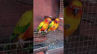 #funny🤑😏🥱😲🤤🤔🙄 #trending #lovebirds #sunconure #entertainment #tamilshorts #tamilcomedy #pets #pigeon