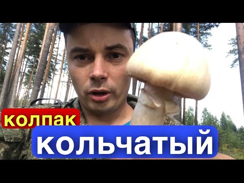 Как правильно собирать грибы КОЛПАЧКИ, или самый вкусный гриб растущий в России!