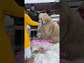 Животные - терапия 🥰 Доброго всем дня 🐫🫶🏻