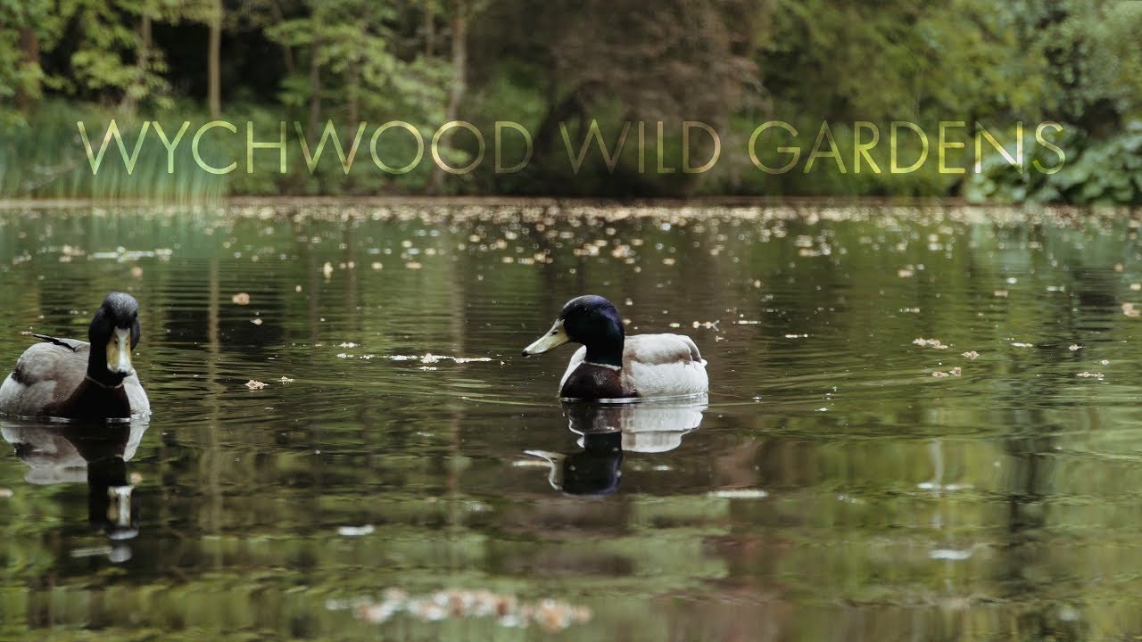 Wychwood Wild Gardens [4K] YouTube