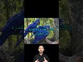 أكبر واغلى ببغاء في العالم أغلي الحيوانات في العالم الجزء2 3