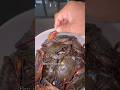 Buying Soft Shell Crab Buying Soft Shell Crab