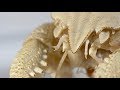 Life at Hydrothermal Vents Exploring Unique Ecosystems and Adaptations