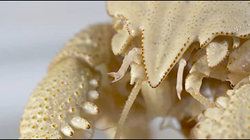 Life at hydrothermal vents | Natural History Museum