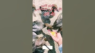 #القران_الكريم #تلاوه_خاشعه # #الحنجرة_الذهبية #قال رب انیی ظلمت نفسی الشيخ محمود الشحات #foryou