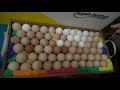 Инкубация яиц несушек в инкубаторе Норма "ЛУППЕР" | закладка яиц | пуск инкубатора