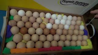 Инкубация яиц несушек в инкубаторе Норма 