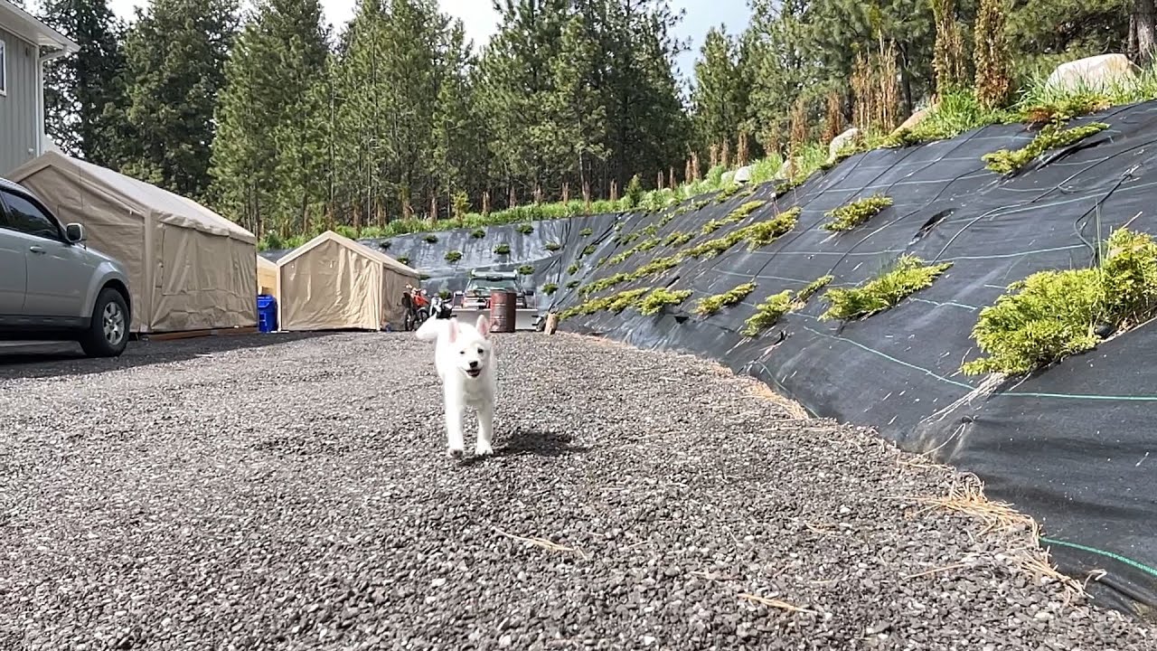 Best Bowtie Pomsky Love -