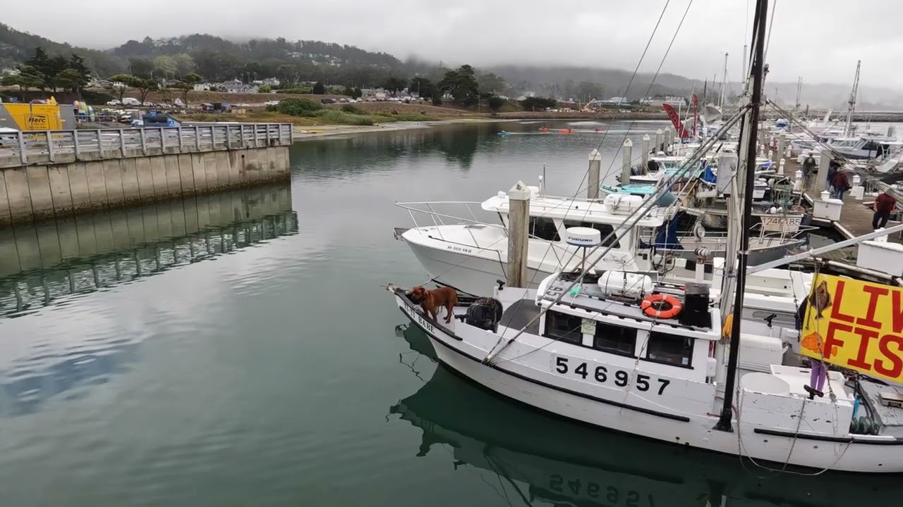 pillar point / half moon bay