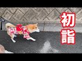 柴犬と遅めの初詣！