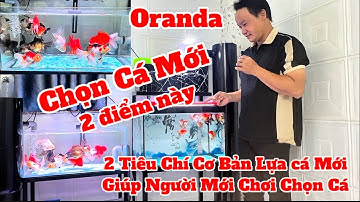 2 Tiêu Chí Khi Mua Cá Mới Giúp Bạn Chọn Được Cá Đẹp - Chia Tay Hồ Cá Oranda Thứ 9 Sau 10 Ngày.