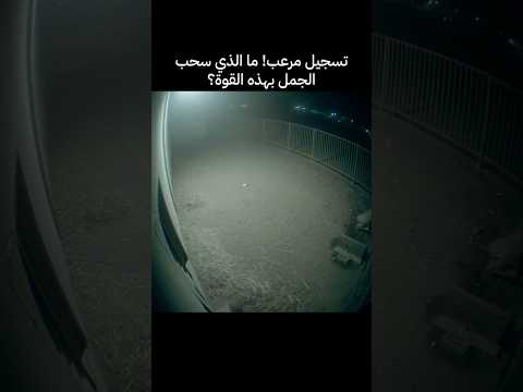 ما الذي خوف الجمل وسحبة بهذه القوة أنسيلوجي