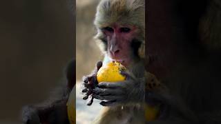 Monkey enjoying with buckets of orange #feedinganimal
