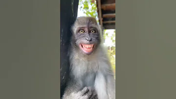 Funny Monkey قرد مضحك 