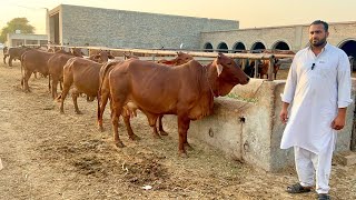 Sahiwal Cattle Farm Desi Cows Ka Best Breeding Farm Pir Iftikhar Ahmed Chishti Interview