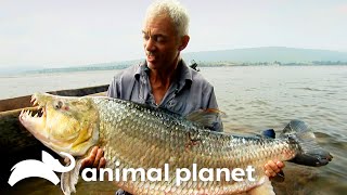 The Biggest Monsters of Season 2 | River Monsters | Animal Planet by Animal Planet 187,730 views 1 month ago 20 minutes