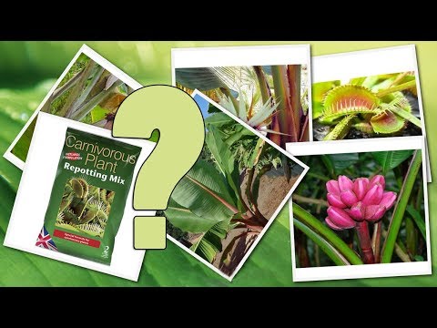 Video: Cum Se Comandă Semințe De Flori