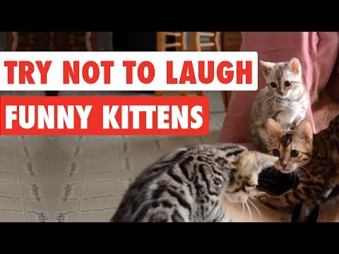 try-not-to-laugh-|-funny-kittens-video-compilation-2017