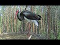 Must-toonekurg~Male Black Stork visits Karl II&#39;s nest~12:40 pm 2024/05/02