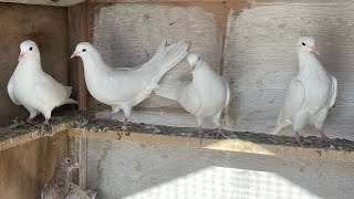 Бакинцы мои 🕊️❤️