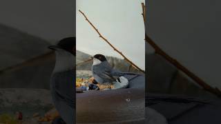 Curruca cabecinegra #fototrampeo #cameratrap #bolyguard #birds #animals #aves #naturaleza #diversity