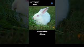 584. 360° Awareness: Rabbits Don't Need to Turn Heads to See You!