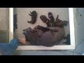 Cane Corso LIve Puppy Cam 2 weeks old Reaper x Arrow "N Litter"