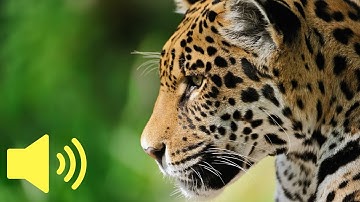 What does a Jaguar sound like? (Wild Cat Sounds) - Animal Sounds