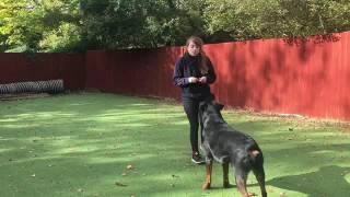 How to get your dog to do an emergency stop