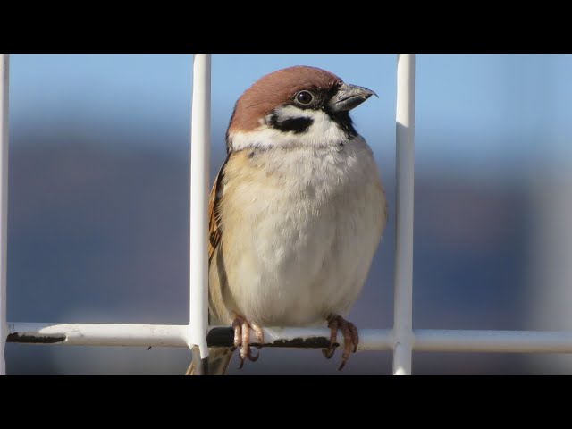 スズメページ スズメ - YouTube