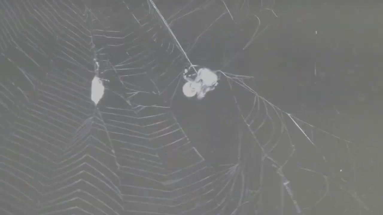 The spider and the moth 01